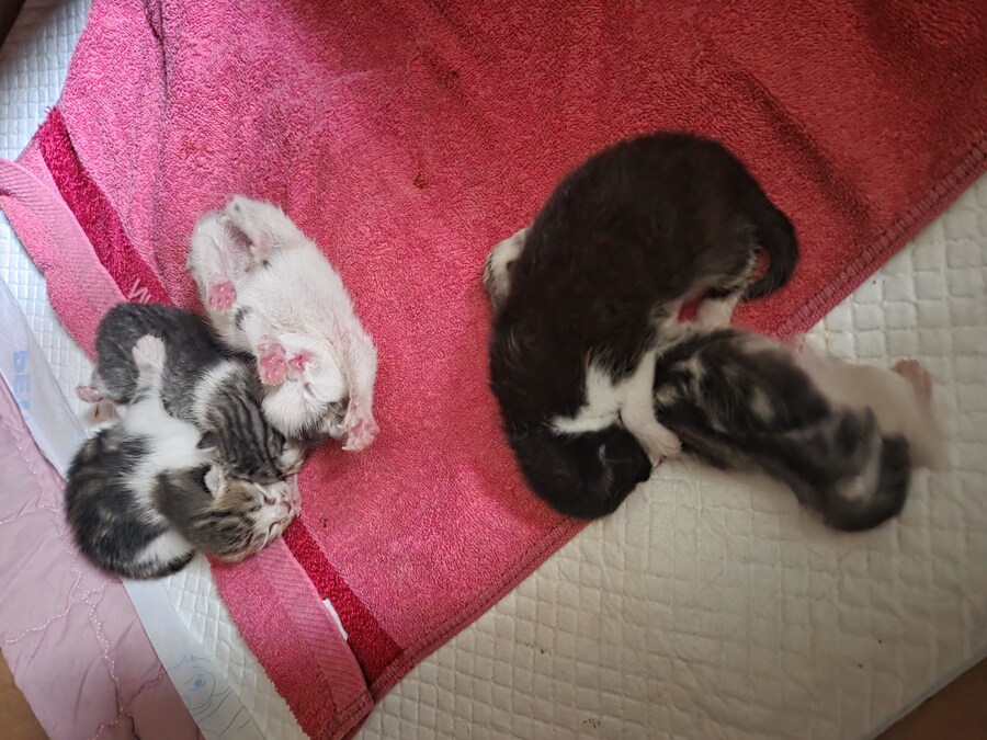 어제 새끼냥이 5마리 봤습니다_2.jpg