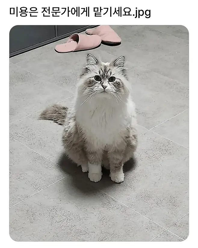 동물 미용은 전문가에게 맡기세요_1.webp