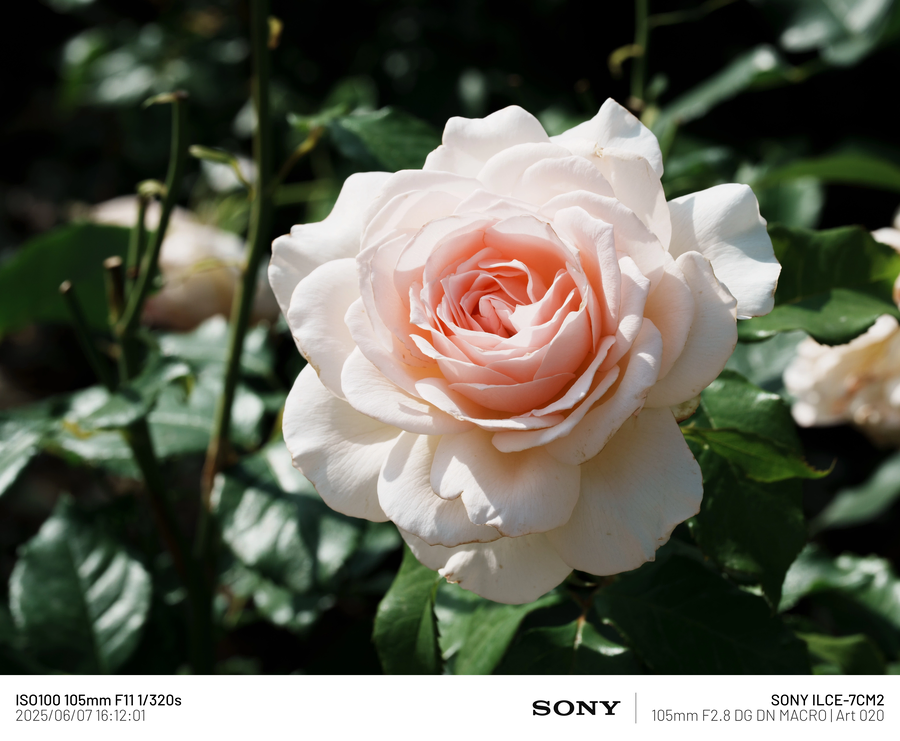 [사진] 남성 갱년기 픽_3.webp