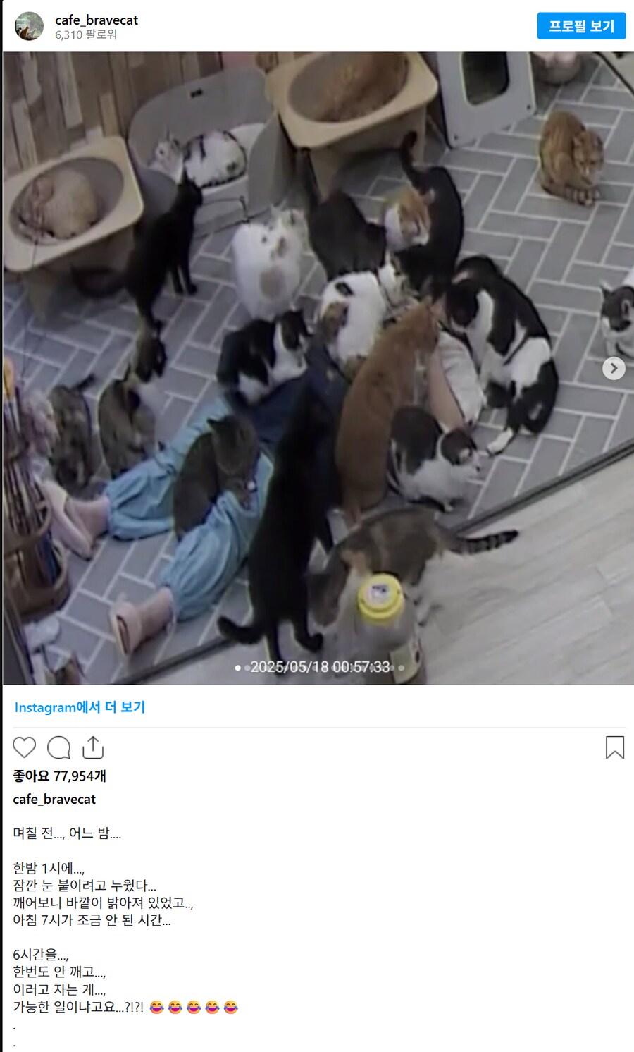 고양이쉼터에서 6시간 주무신분_2.png