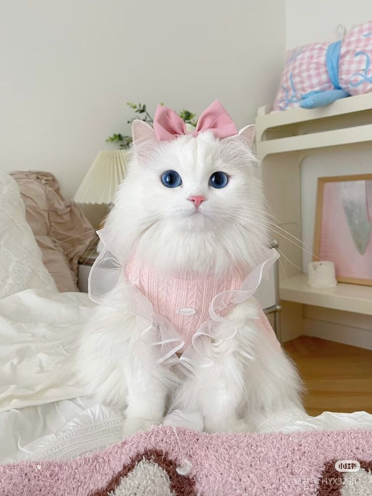미묘.jpg_2.jpg