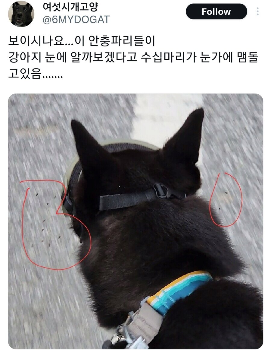 강아지 고글이 패션이 아닌 필수템인 이유_2.png