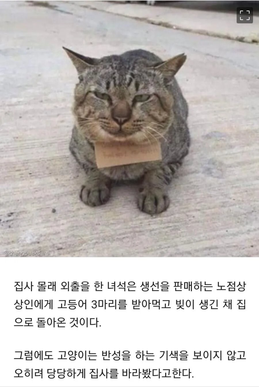 가출했다가 빚지고 돌아온 고양이_2.png