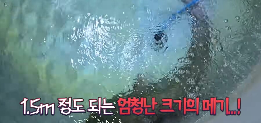 우리나라 메기 실제 크기.jpg_3.png