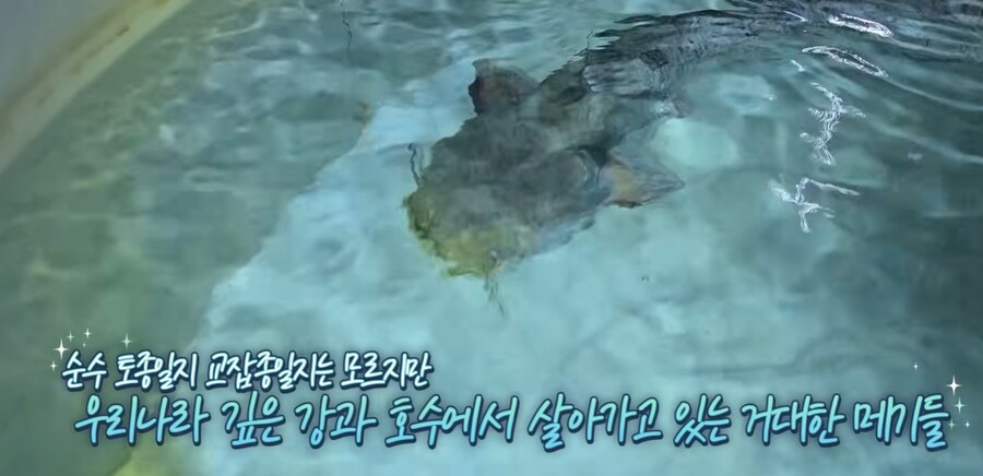 우리나라 메기 실제 크기.jpg_8.png
