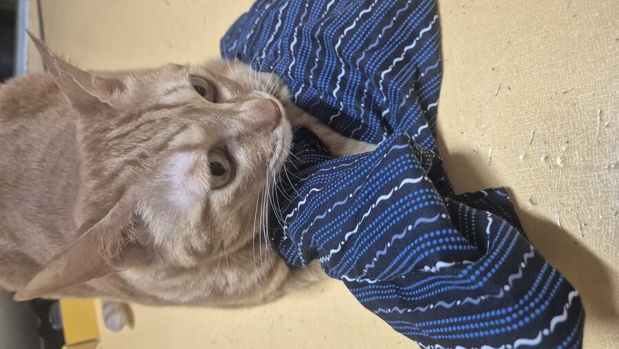 집고앵이들 원래 이런가_1.jpg