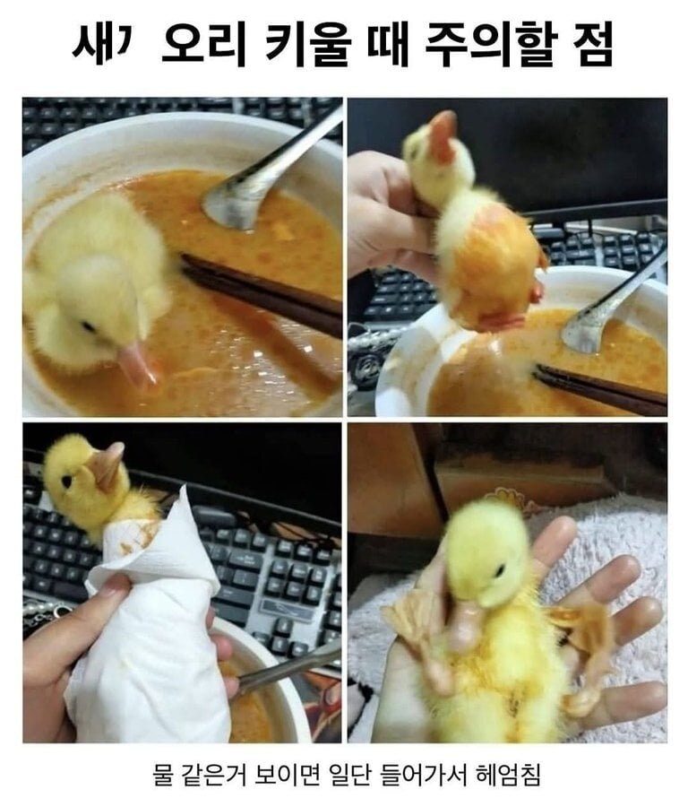 오리 키울때 주의사항_1.jpg