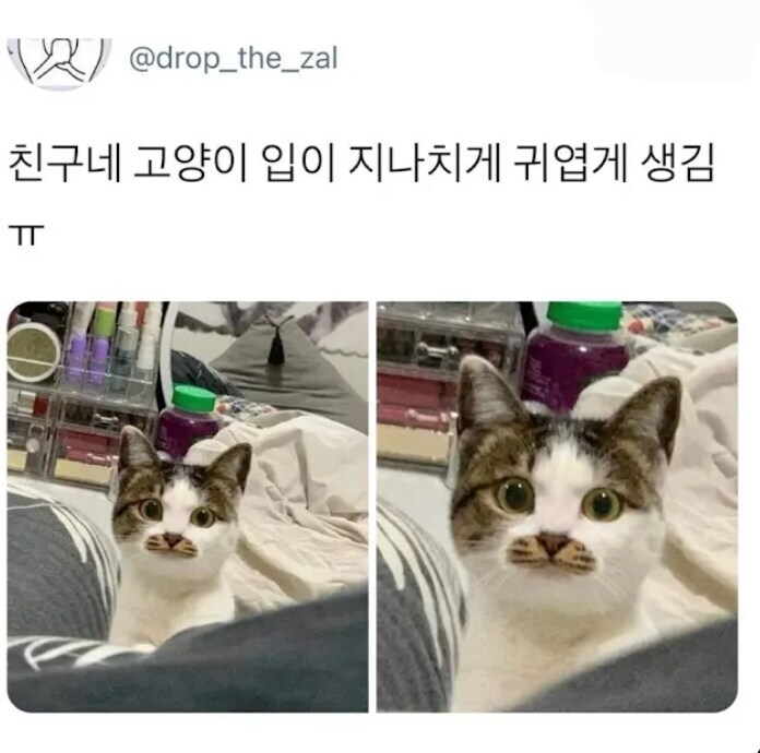 친구네 고양이 입이 지나치게 귀여움_1.jpg