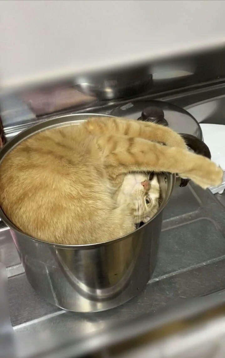 냄비 안의 고양이_1.jpg