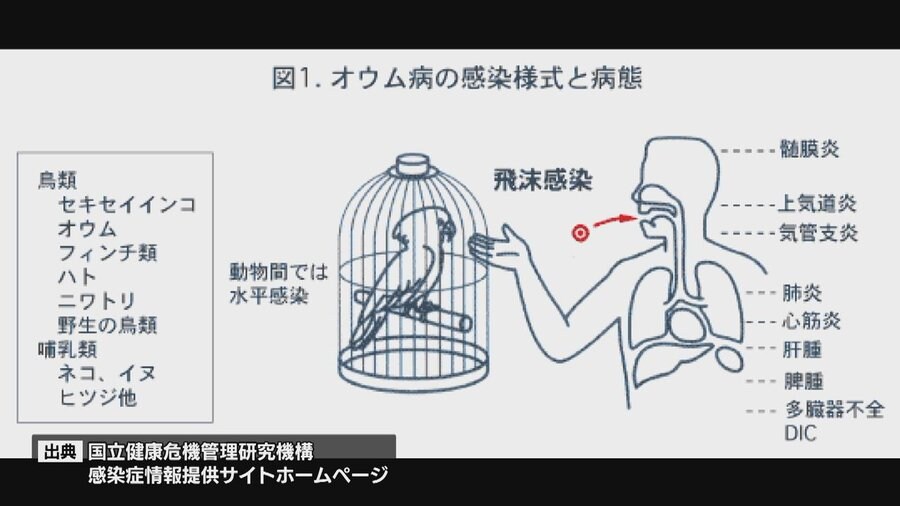 일본 임산부, 앵무새병으로_1.jpg