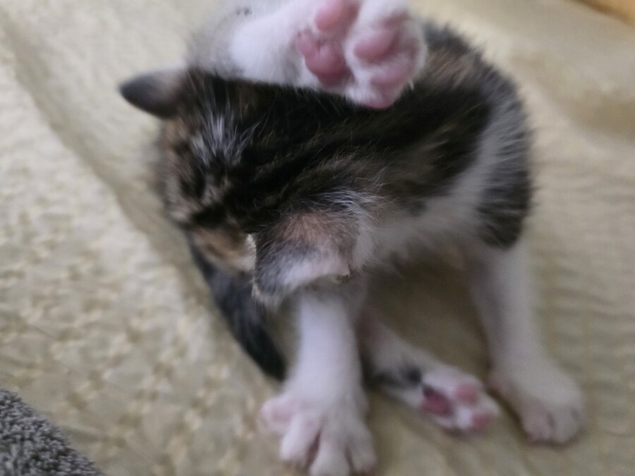 조랭이떡인대_4.jpg