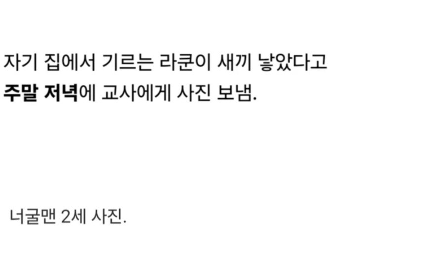 담임 교사에게 라쿤 사진 보낸 초등학생.jpg_3.jpg