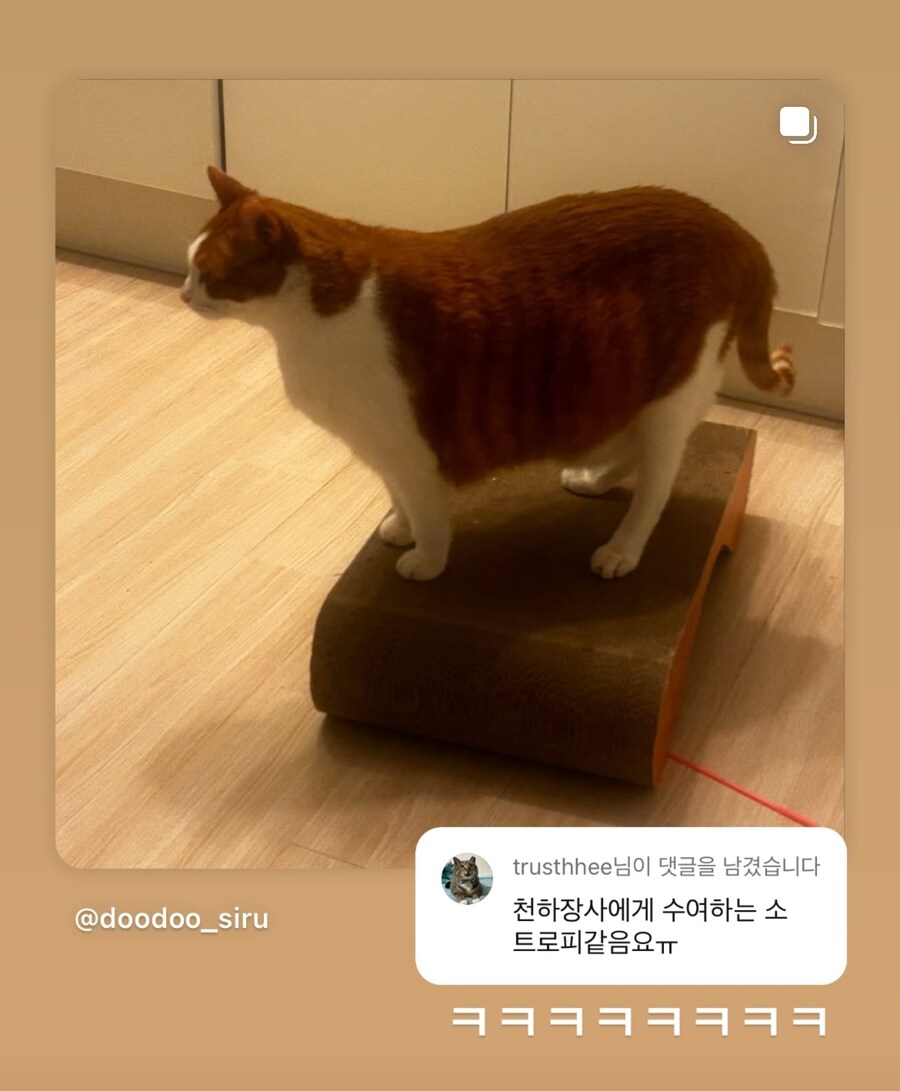 천하장사 고양이.jpg_1.jpg