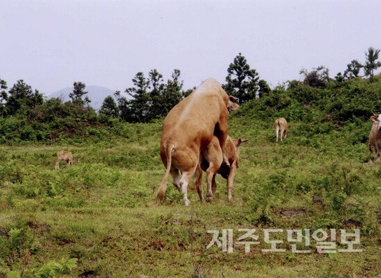 소떡소떡_4.jpg