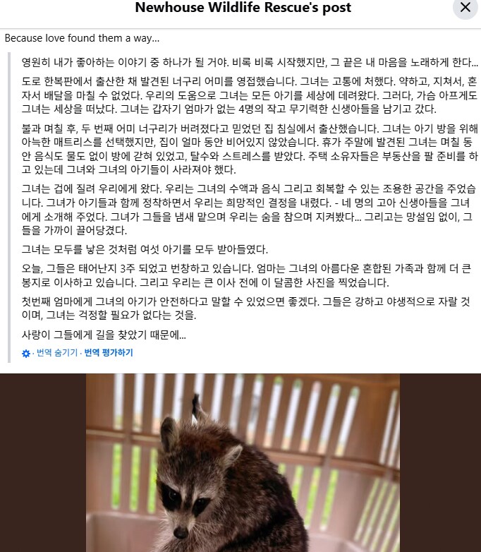 담임에게 라쿤 사진 보낸 초딩_3.png