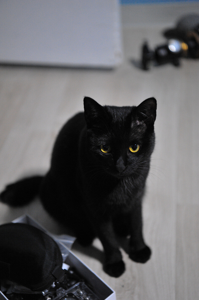 고양이 키우면서 사진을 찍어보면 알수있는것_3.jpg