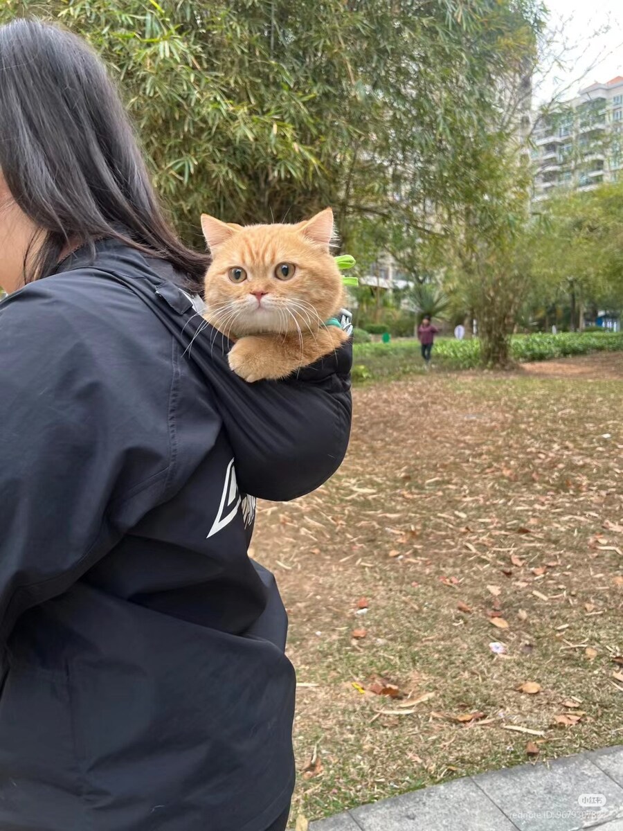 산책하는 고양이 주머니 🐈_1.jpg