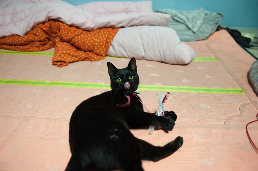 고양이 키우면서 사진을 찍어보면 알수있는것_12.jpg