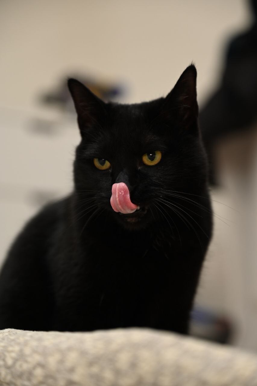 고양이 키우면서 사진을 찍어보면 알수있는것_25.jpg