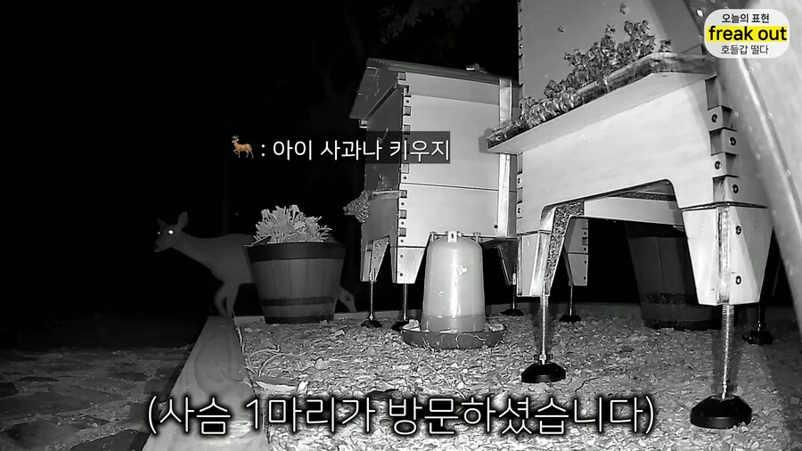 양봉 시작한 올리버쌤... 벌통 놔두고 하루 여행 다녀온 결과_24.jpg