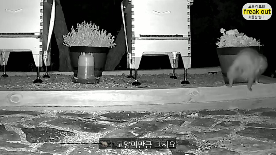 양봉 시작한 올리버쌤... 벌통 놔두고 하루 여행 다녀온 결과_26.jpg