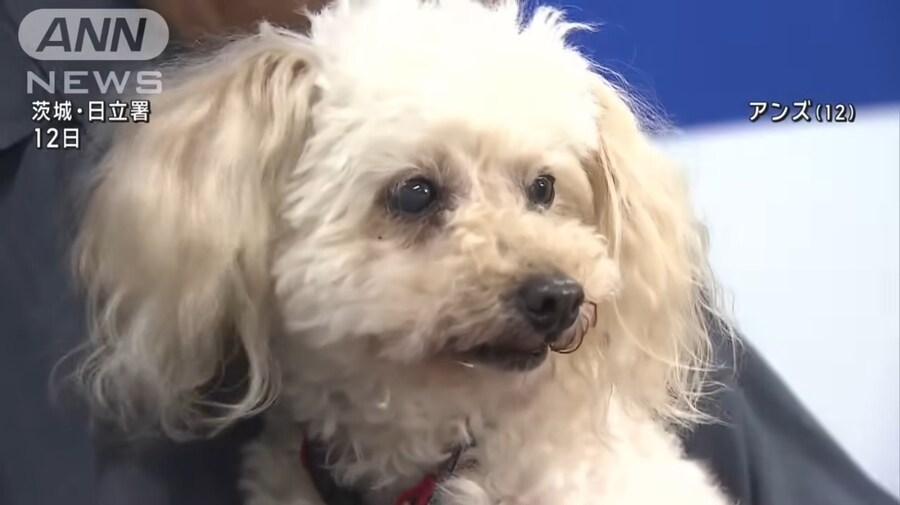 실종노인 45분만에 찾아낸 12살 일본 경찰견_2.jpg