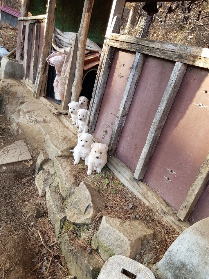 구경 나온 아기 댕댕이_1.jpg