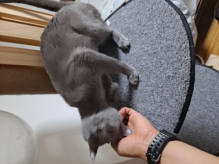 고양이 사진 찍기 쉽지 않음_2.jpg
