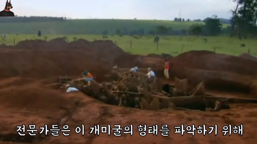 브라질에서 발견된 초대형 개미집_4.jpg