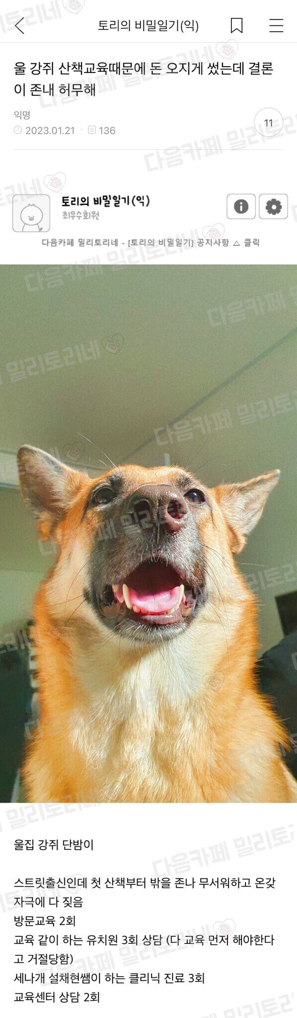 극히 드물게 있다는 산책혐오 멍뭉이_1.jpg