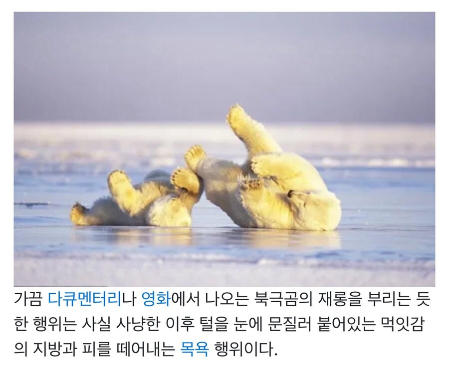 뒹굴거리는 북극곰의 비밀.jpg_1.jpg