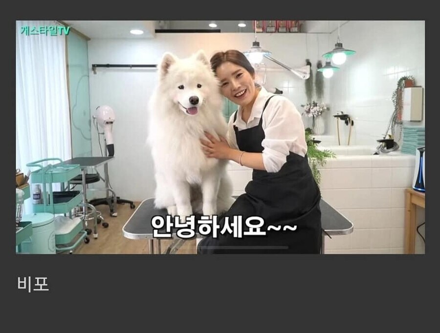 대형견을 포메컷 해보았다.jpg_1.jpg