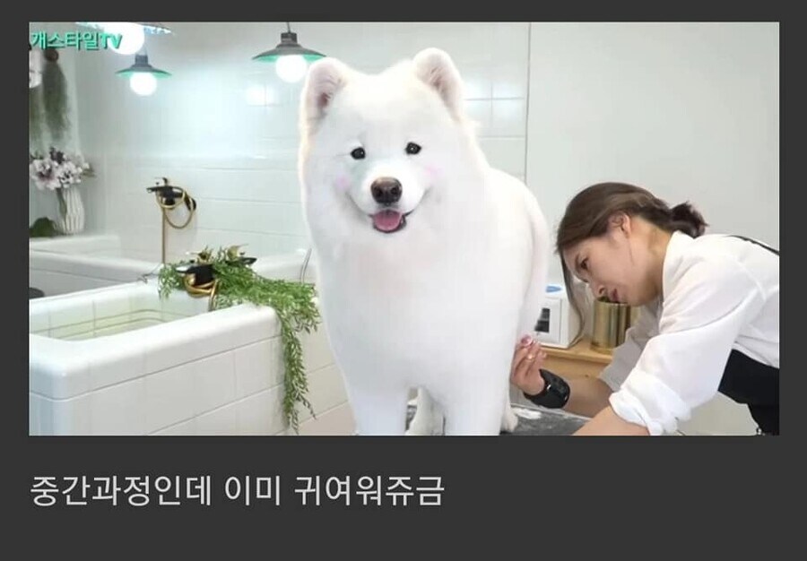대형견을 포메컷 해보았다.jpg_2.jpg