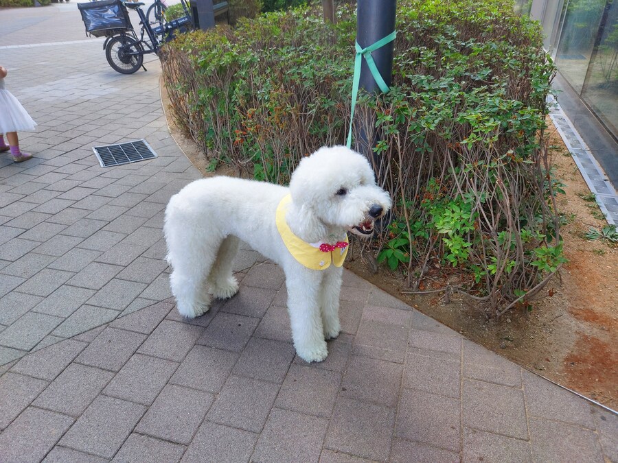 자이언트 푸들_3.jpg