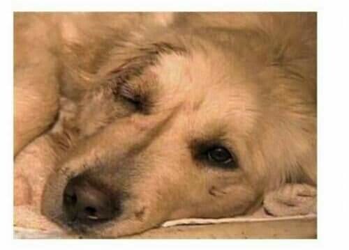 퓨마와 맞다이뜬 리트리버_3.jpg