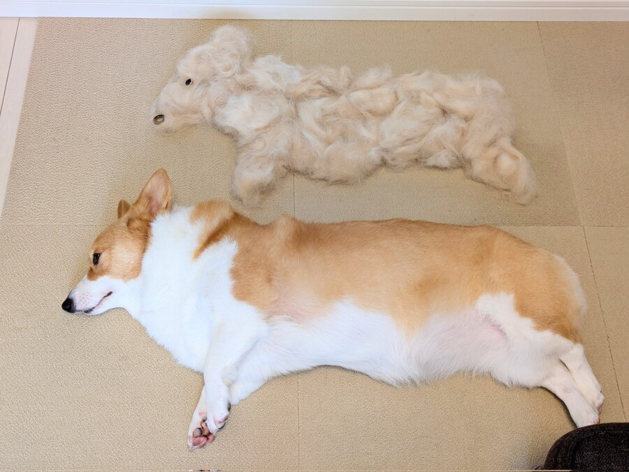 1시간의 빗질로 탄생한 얼터에고_1.jpg