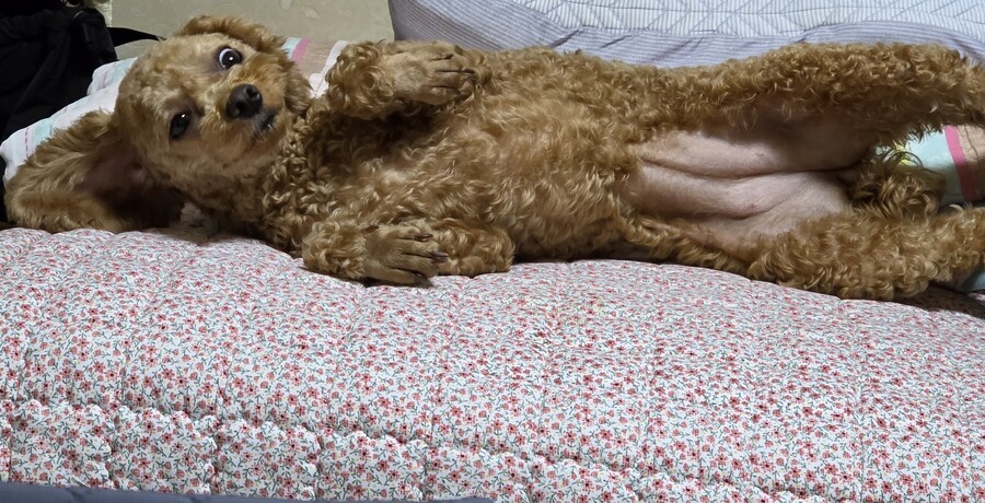 강아지 혼자두면 외로워 한다는거 다 거짓말임_2.jpg