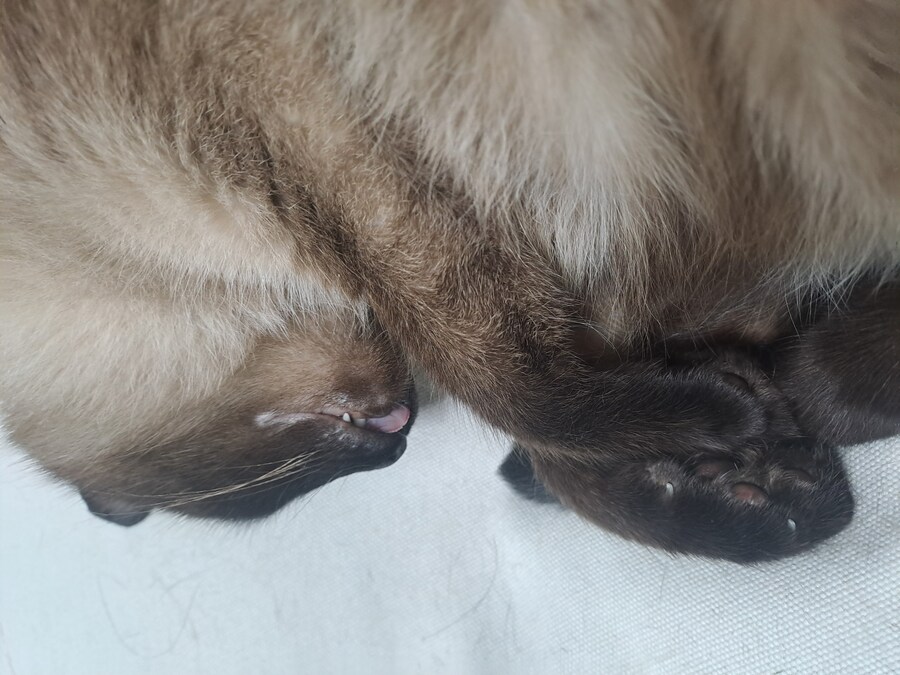 혀 내밀고 자는 고양이_2.jpg