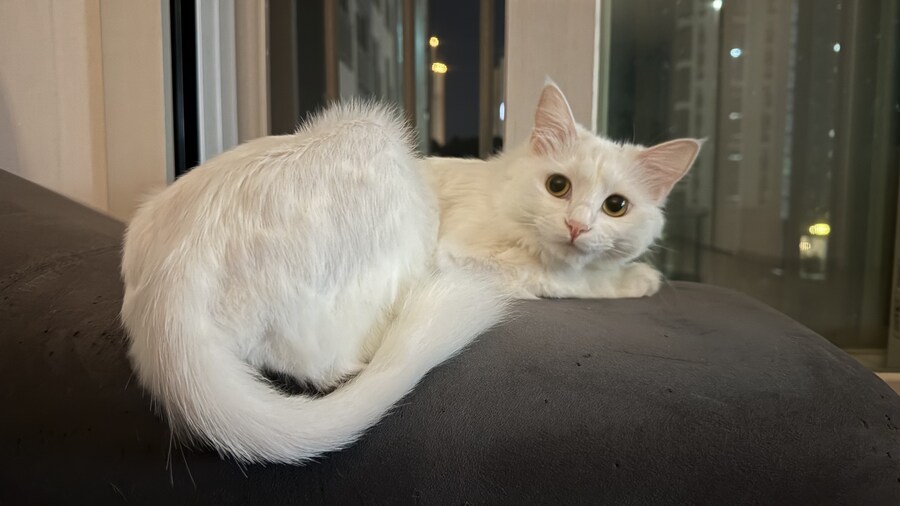 고양이 왜 키우는지 도저히 모르겠음_5.jpg