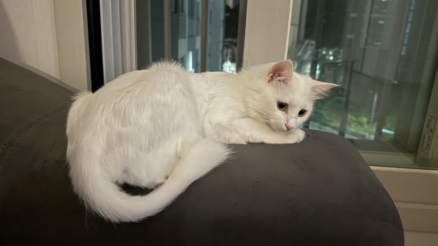 고양이 왜 키우는지 도저히 모르겠음_6.jpg