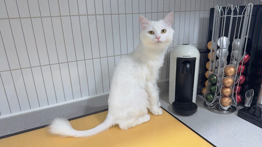 고양이 왜 키우는지 도저히 모르겠음_9.jpg