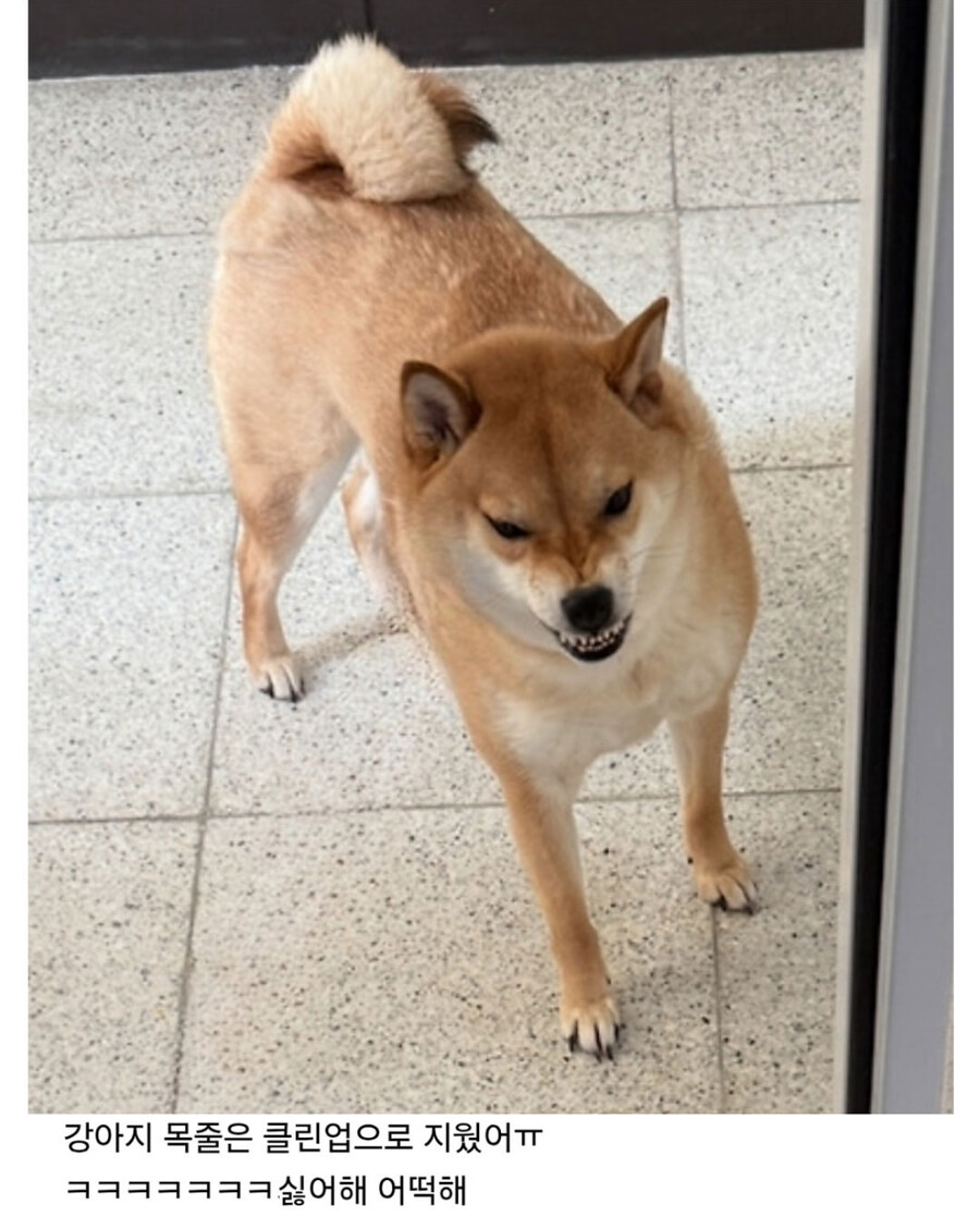 엘리베이터 점검하는 거 보고 빡친 댕댕이.jpg_3.jpg