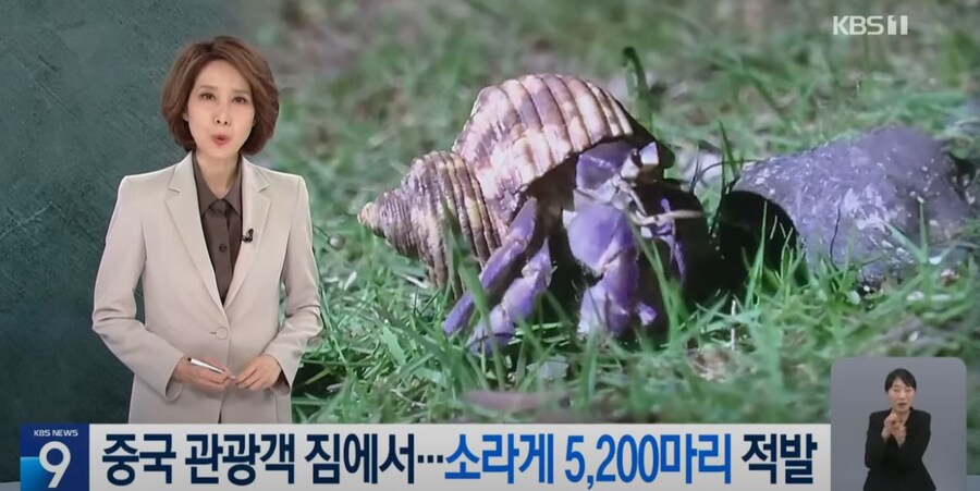 일본에서 소라게 천연기념물이구나_1.jpg