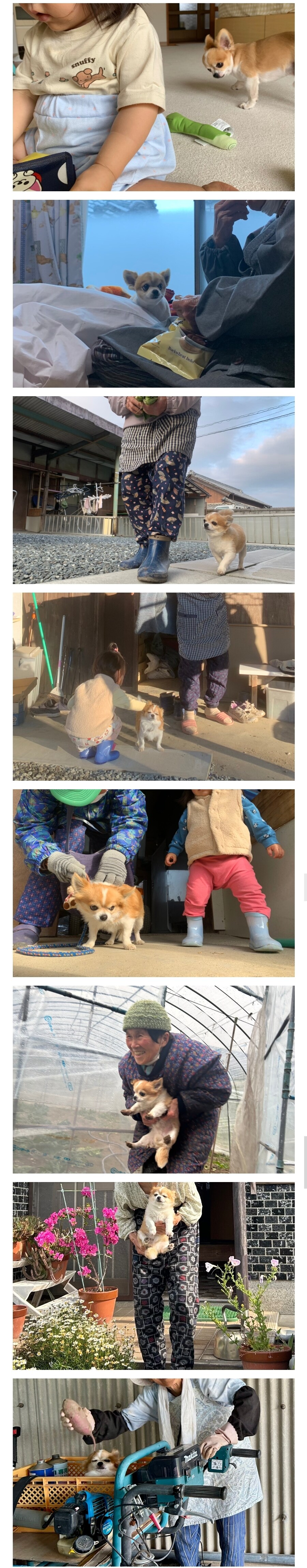 일본 트위터에서 난리난 시골 치와와.jpg_1.jpg