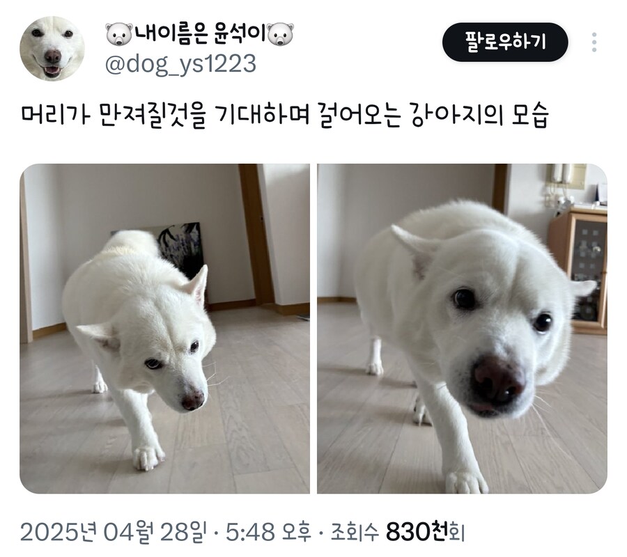 머리가 만져질 것을 기대하며 걸어오는 강아지의 모습_1.png