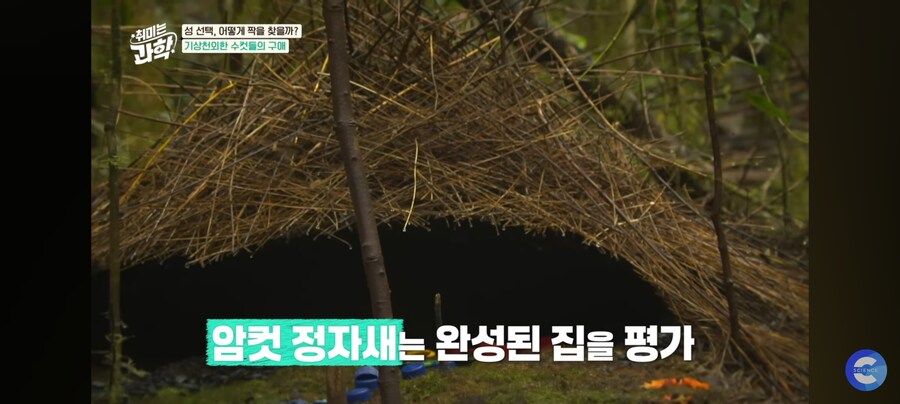 동물행동학자가 말하는 결혼_4.jpg