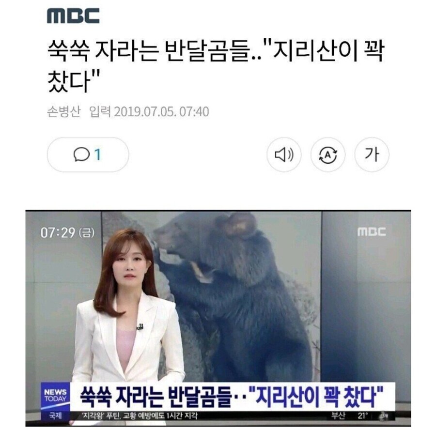 현재 지리산 포화상태인 반달가슴곰 전투력_1.jpg
