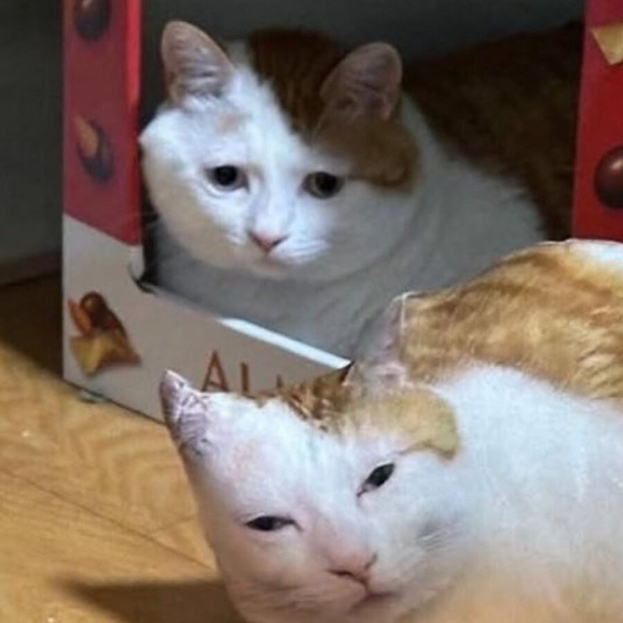 고양이한테 선물 줬어요!!!!_4.jpg
