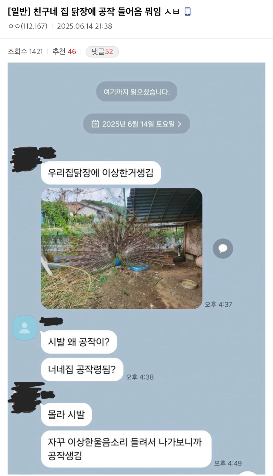 친구네 집 닭장에 공작 들어옴 뭐임?_1.webp