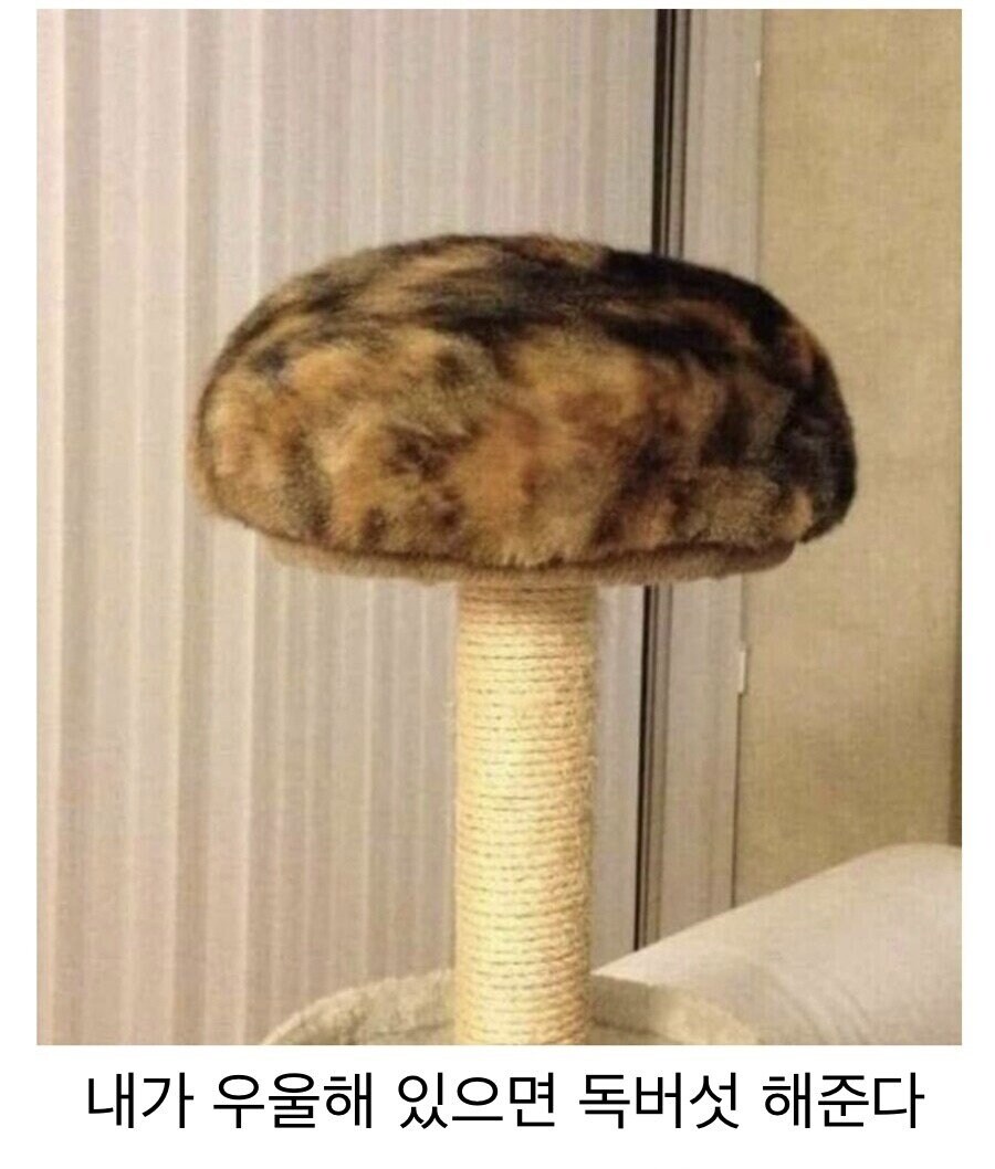 고양이의 특기.jpg_1.jpg